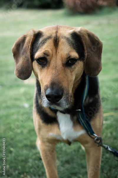 Fototapeta Hund an Leine auf Wiese