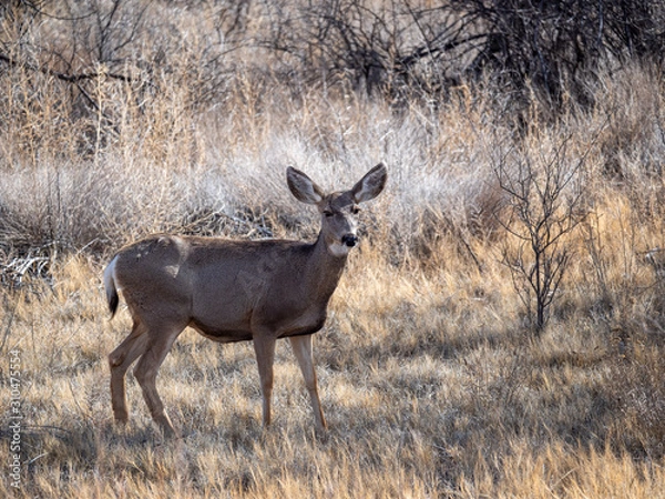 Obraz Mule Deer