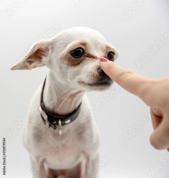 Obraz A small white dog and the index finger of a woman's hand at the dog's nose.