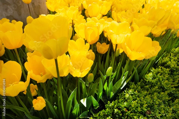 Obraz Tulips in nature at springtime