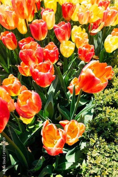 Obraz Tulips in nature at springtime