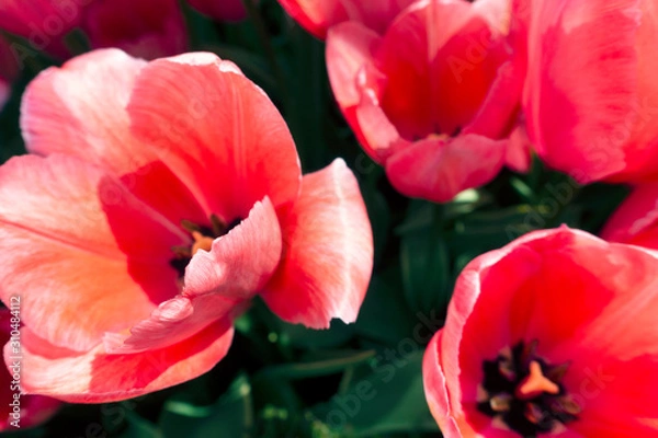 Obraz Tulips in nature at springtime