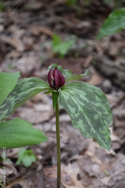 Obraz Trillium