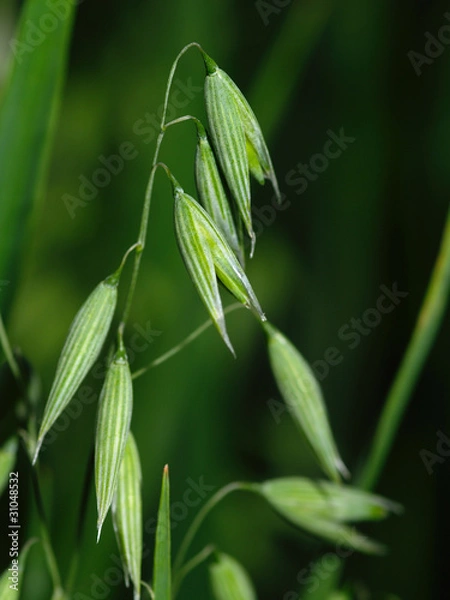 Fototapeta oat plant