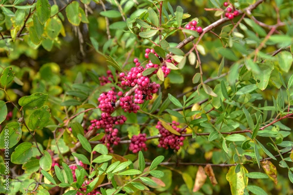Obraz Red Berries on the Plant