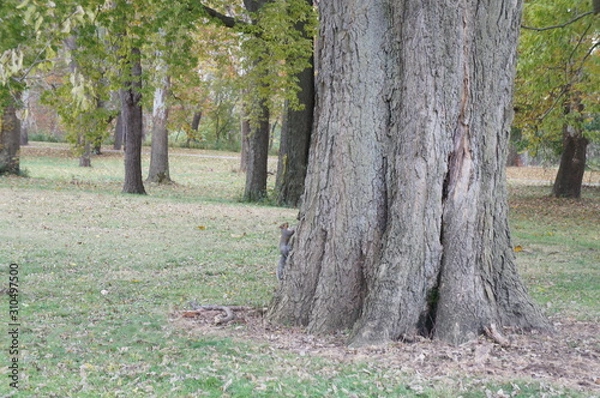 Obraz Climbing Squirrel