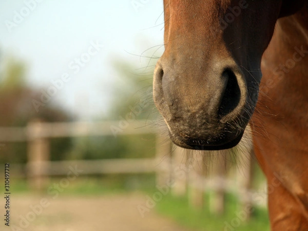 Fototapeta auf der Koppel