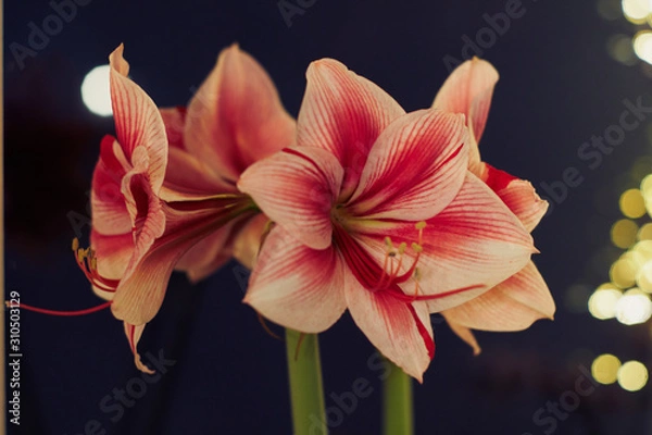 Fototapeta Winter scene with fresh pink amaryllis, branch of cones, cones in ceramic cup, old authentic vintage lantern with candle in front of a blue wall
