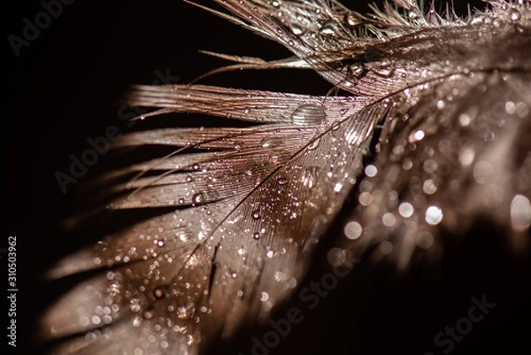 Obraz Macro brown feather with water droplets