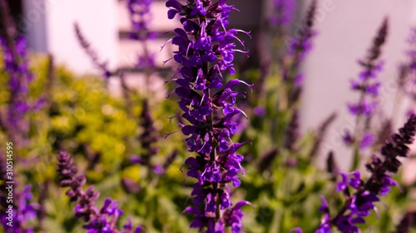 Obraz Flower Up Close