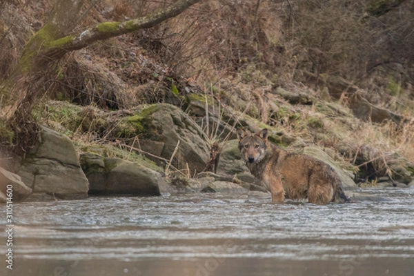 Obraz Wild Grey Wolf (Canis lupus) in his natural habitat. Carpathians Mountains. Poland