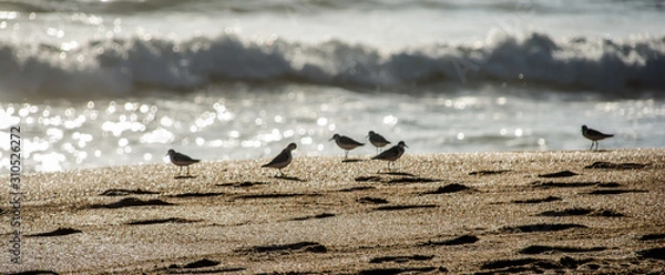Obraz Birds by the shore