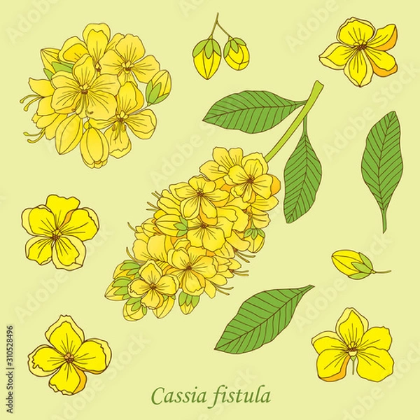 Obraz Medicinal herbs collection. Vector hand drawn illustration of a medicinal plant Cassia fistula
