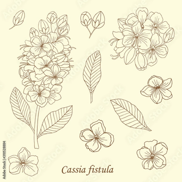 Obraz Medicinal herbs collection. Vector hand drawn illustration of a medicinal plant Cassia fistula