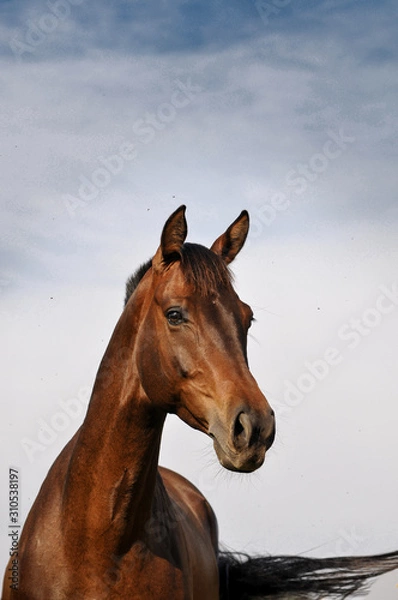 Obraz Warmblood bay horse portrait on summer blue sky with copy space above it