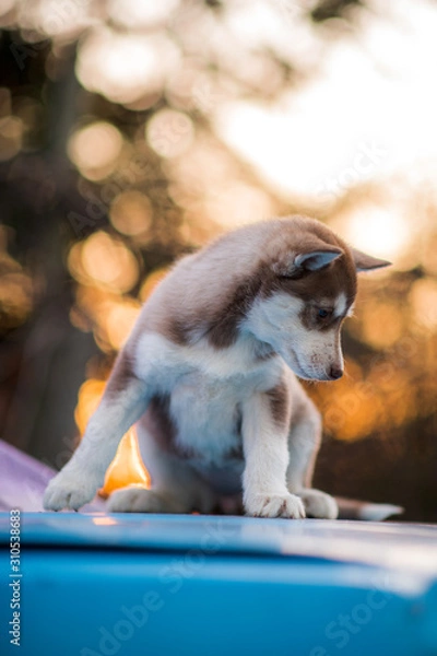 Obraz bokeh and husky