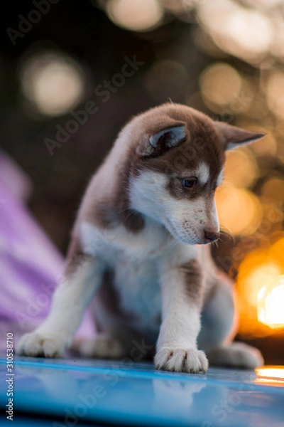 Obraz bokeh and husky