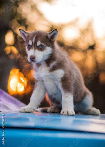 Obraz bokeh and husky