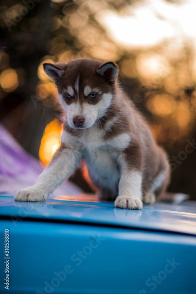 Obraz bokeh and husky
