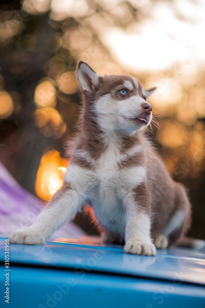 Obraz bokeh and husky