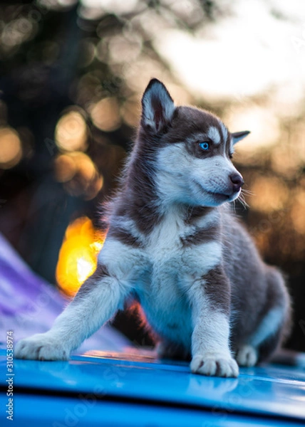 Obraz Husky and bokeh