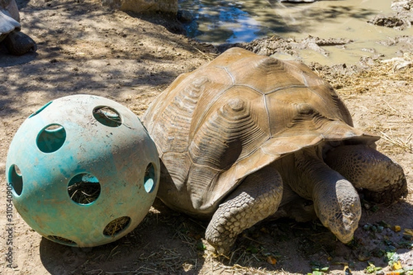 Fototapeta Tortoise Playtime