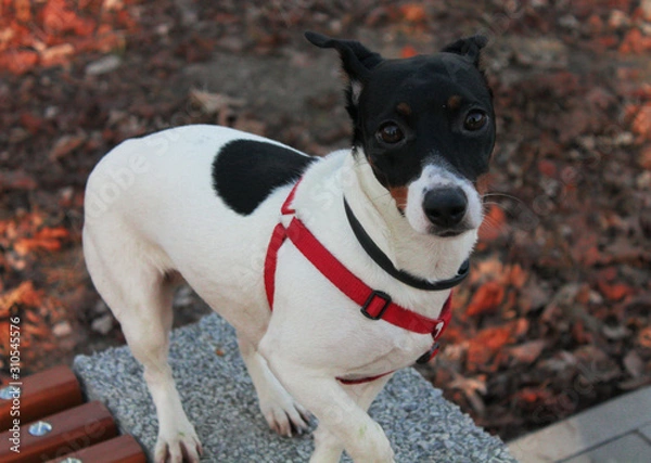 Fototapeta Dog Jack Russell Terrier with a black and white color on a concrete surface looks compassionately.