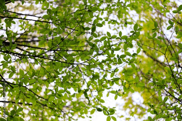 Obraz Branches with green leaves