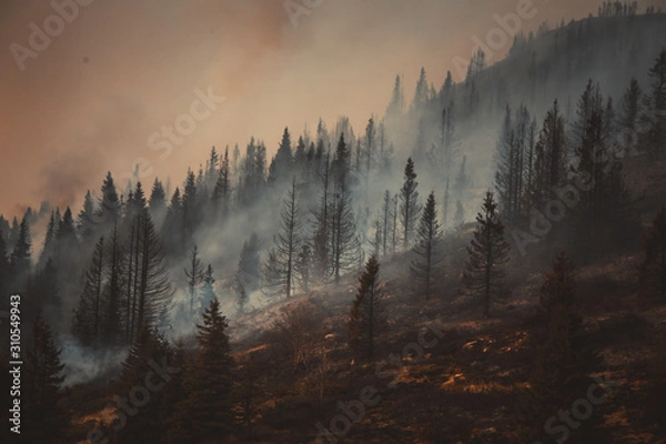Obraz Forest fire
