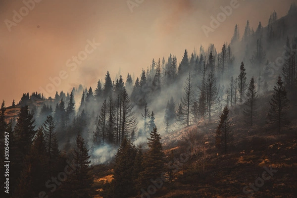 Obraz Forest fire