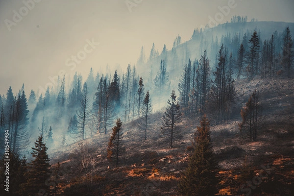 Obraz Forest fire