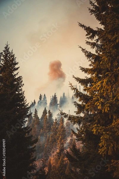 Obraz Forest fire
