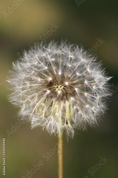 Obraz Dandelion