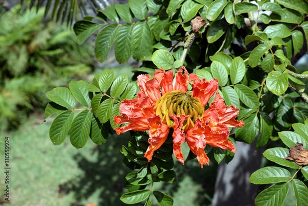 Fototapeta Afrikanischer Tulpenbaum
