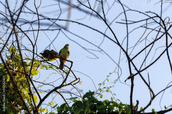 Fototapeta beautiful bird in nature