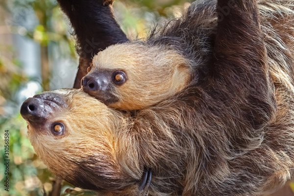 Obraz Two sloths hanging in a tree, one is a baby. Wild animal quiet and friendly