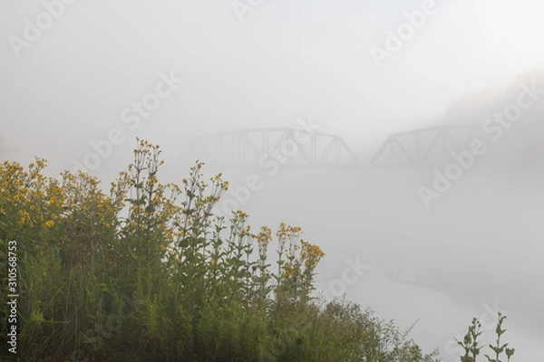 Fototapeta Wide-leaved sunflowers in a meadow and train-trestle in background in fog