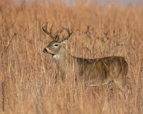 Obraz White tailed Deer