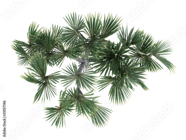 Obraz Common Screwpine (Pandanus utilis)