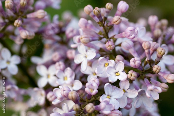 Fototapeta Blooming  tree, close up concept, macro