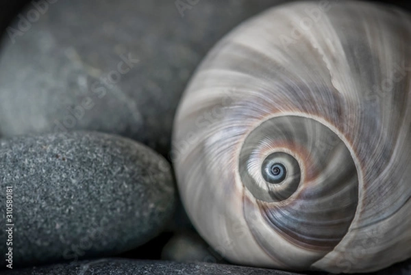 Fototapeta Still Life With Snail Shell And Pebble