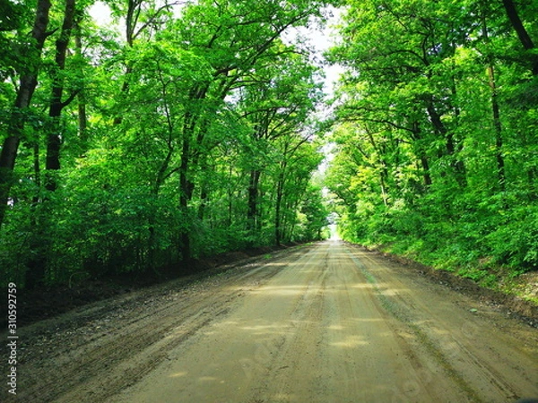 Obraz Forest road