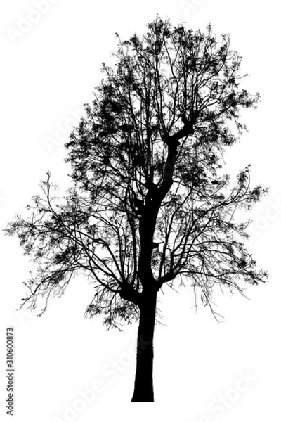 Fototapeta Black shadows, large trees that are completely isolated on a white background.