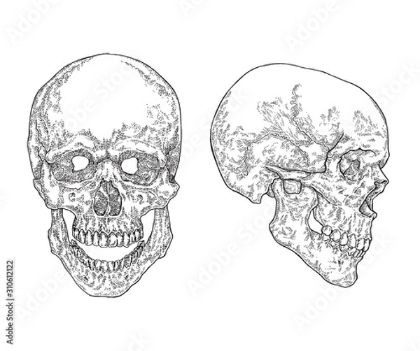 Fototapeta Anatomical human skulls isolated on white background. Vector illustration. Vintage engraving style.