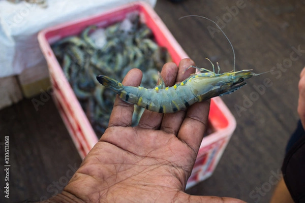 Fototapeta NEGOMBO, SRI LANKA - December 05, 2017. A recently caught shrimp in the palm of a fisherman.