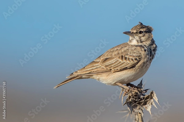 Obraz Thekla Lark Perched