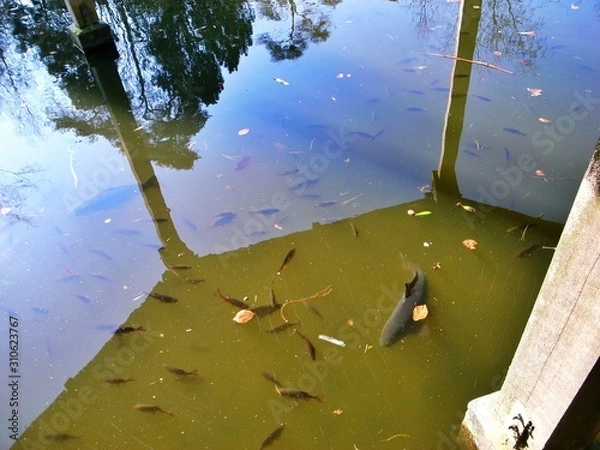 Obraz big fish in the lake