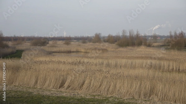 Fototapeta field in spring