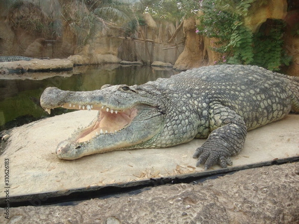 Fototapeta crocodile with mouth wide open