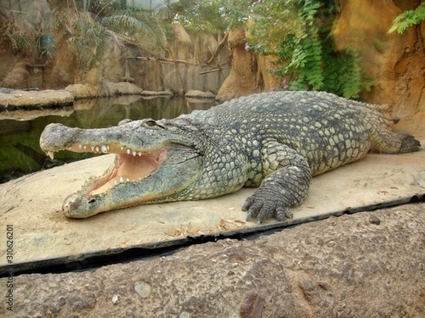 Fototapeta crocodile with mouth wide open